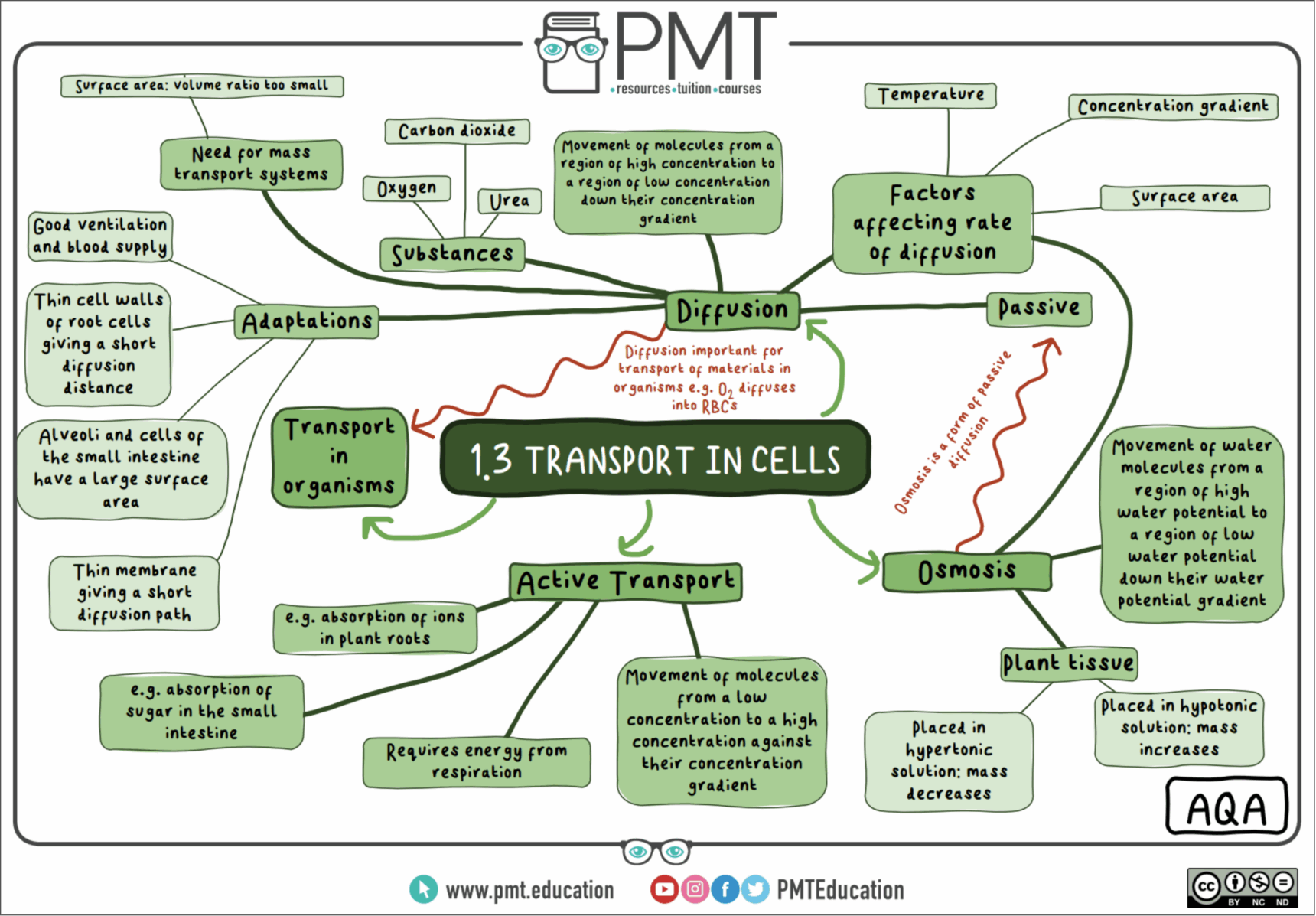 A screenshot of a GCSE Biology mind map for 'transport in cells' available on the Physics and Maths Tutor website.